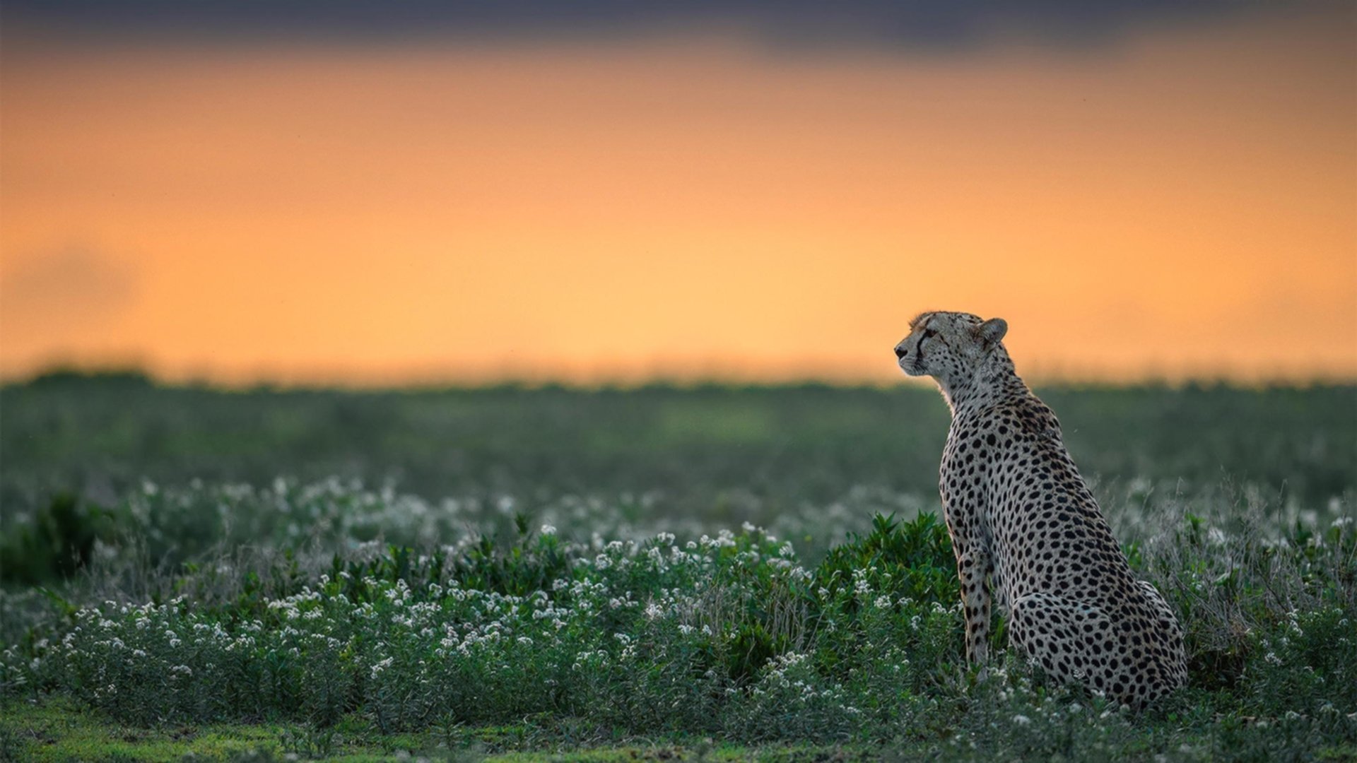 篮球训练中智能科技应用现状及趋势，体智能篮球的重要性