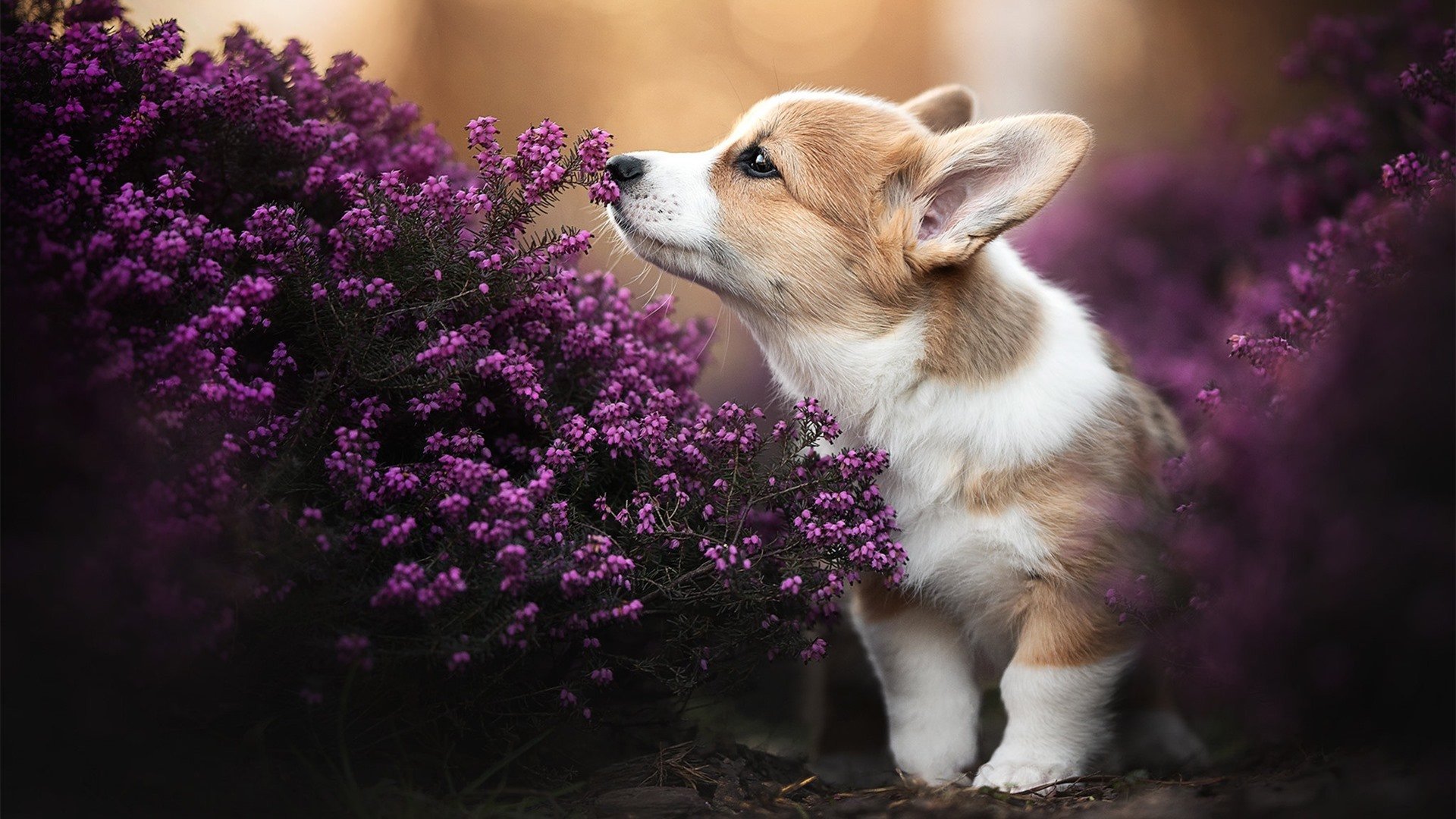 运动训练科学方法研究，运动训练科学方法研究内容