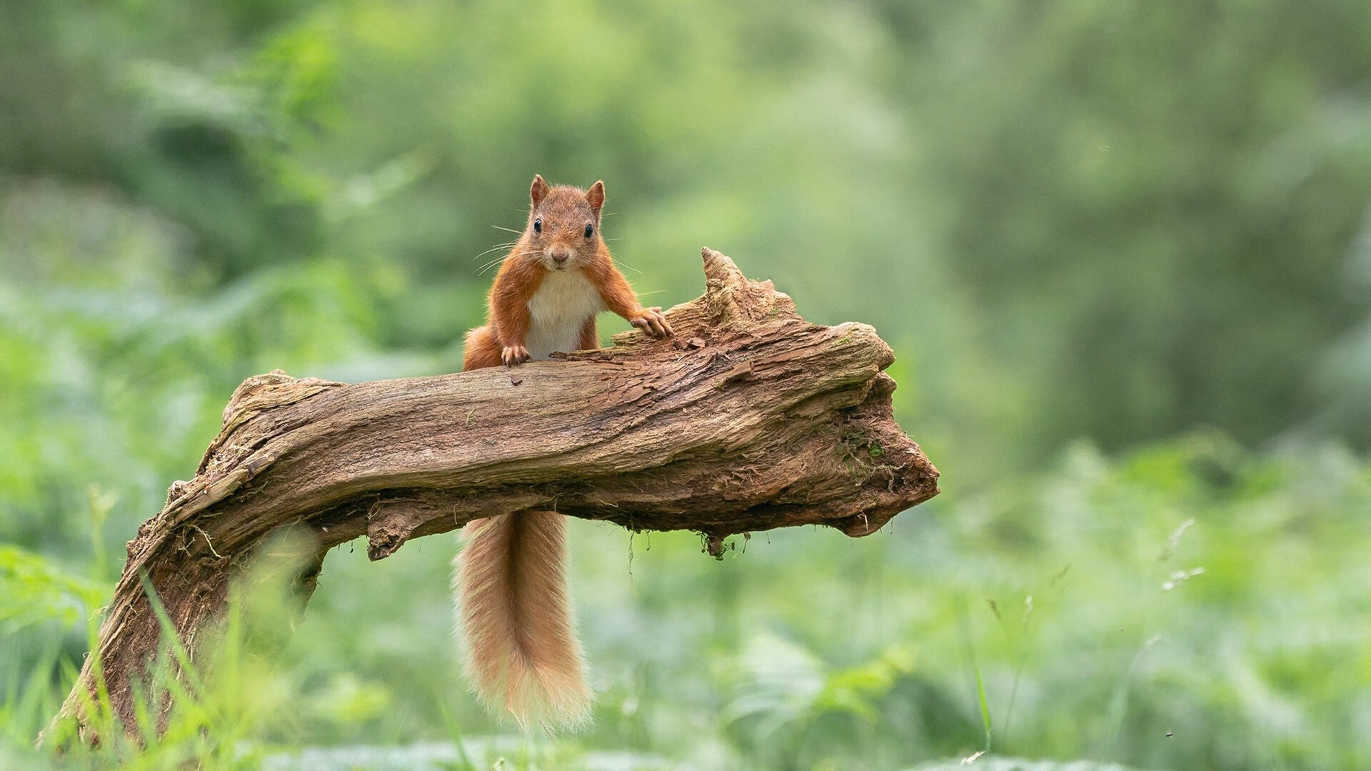 基层青训师资配比严重不足，基层青训师资配比严重不足的原因