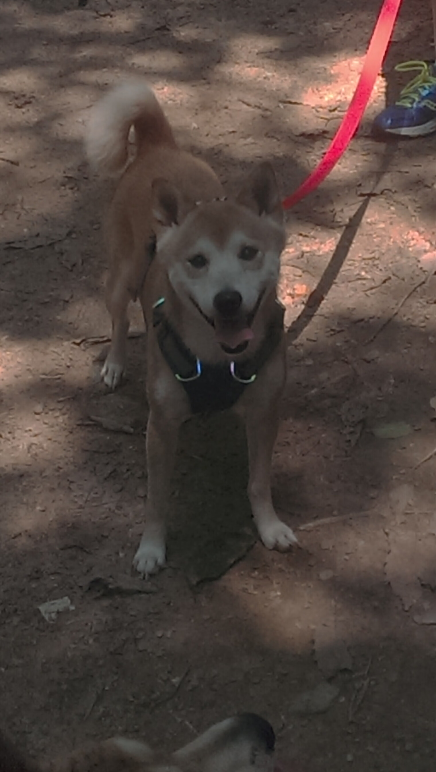 战术执行失败的常见原因分析，战术性失误是什么意思