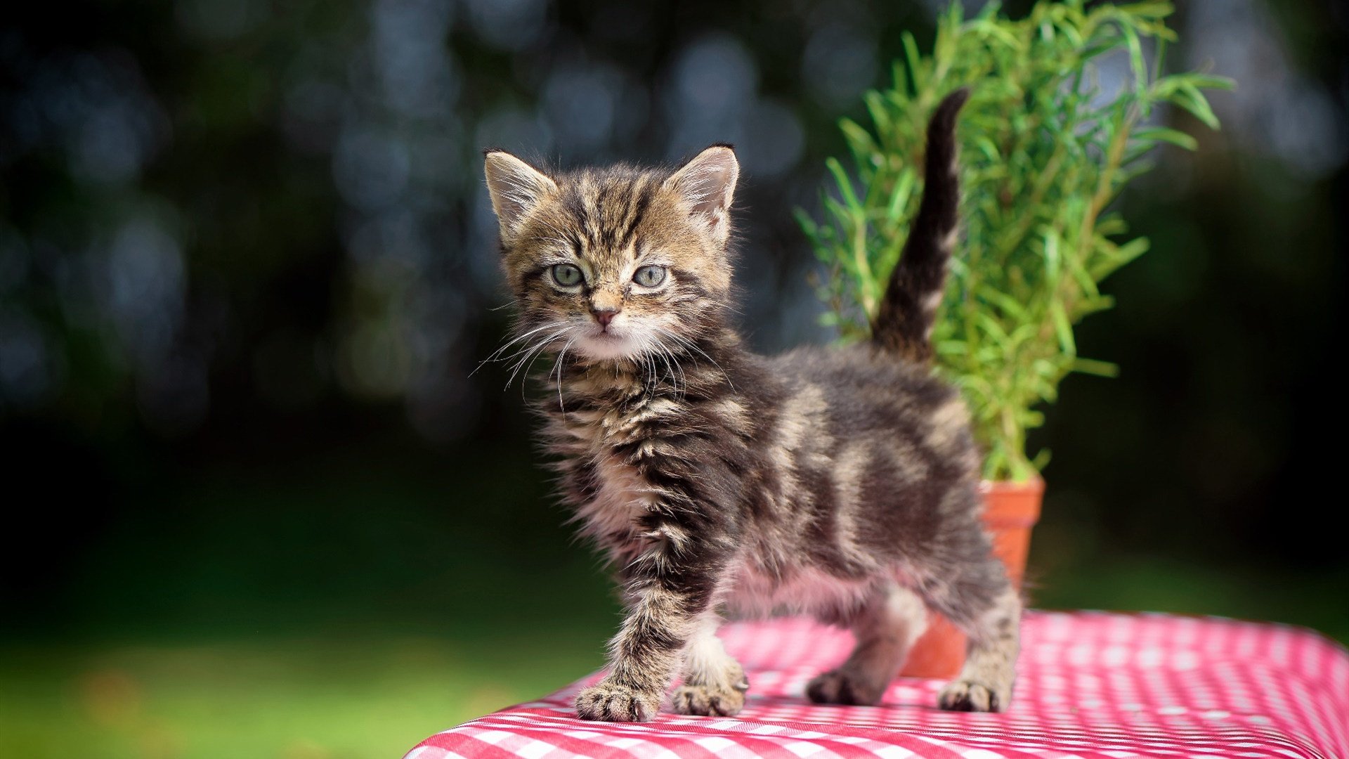 新加坡队如何在国际乒联混合团体世界杯中抓住机会逆袭，新加坡乒乓球实力