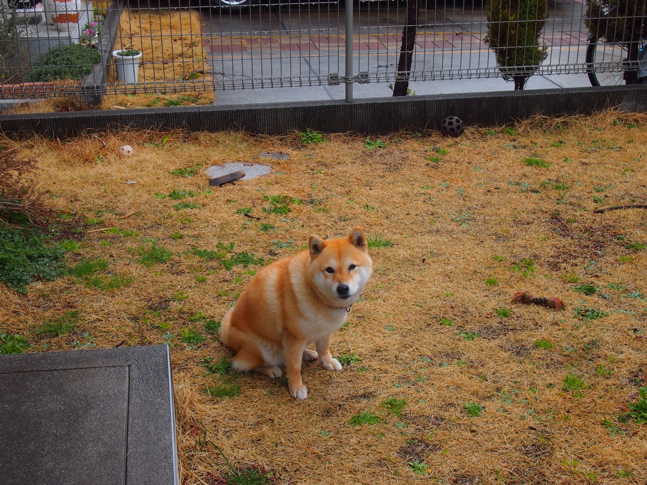 爱游戏娱乐-公牛新援融入顺利提升替补阵容质量，公牛赞助商