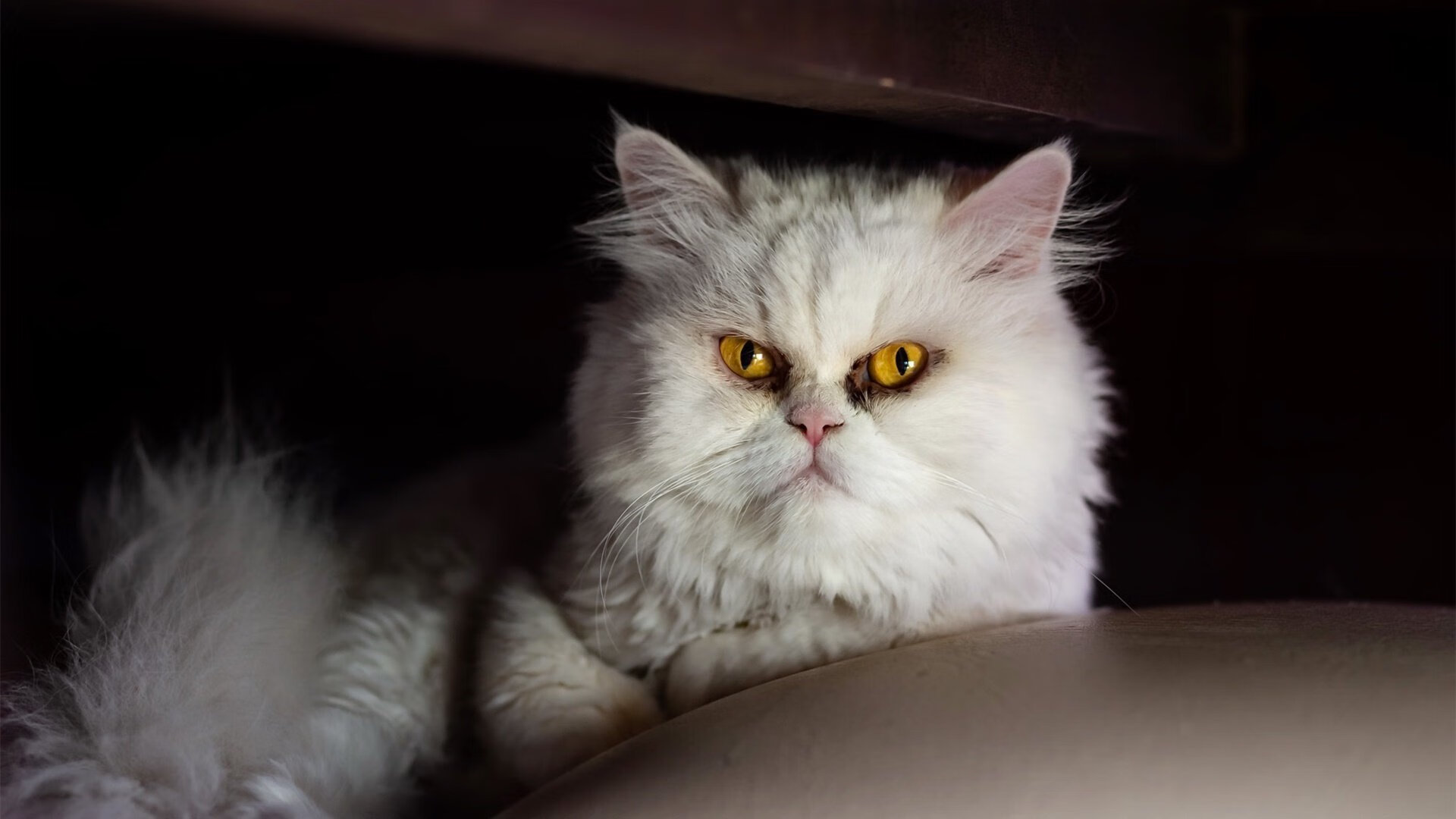 公牛新援融入顺利提升替补阵容质量，公牛赞助商