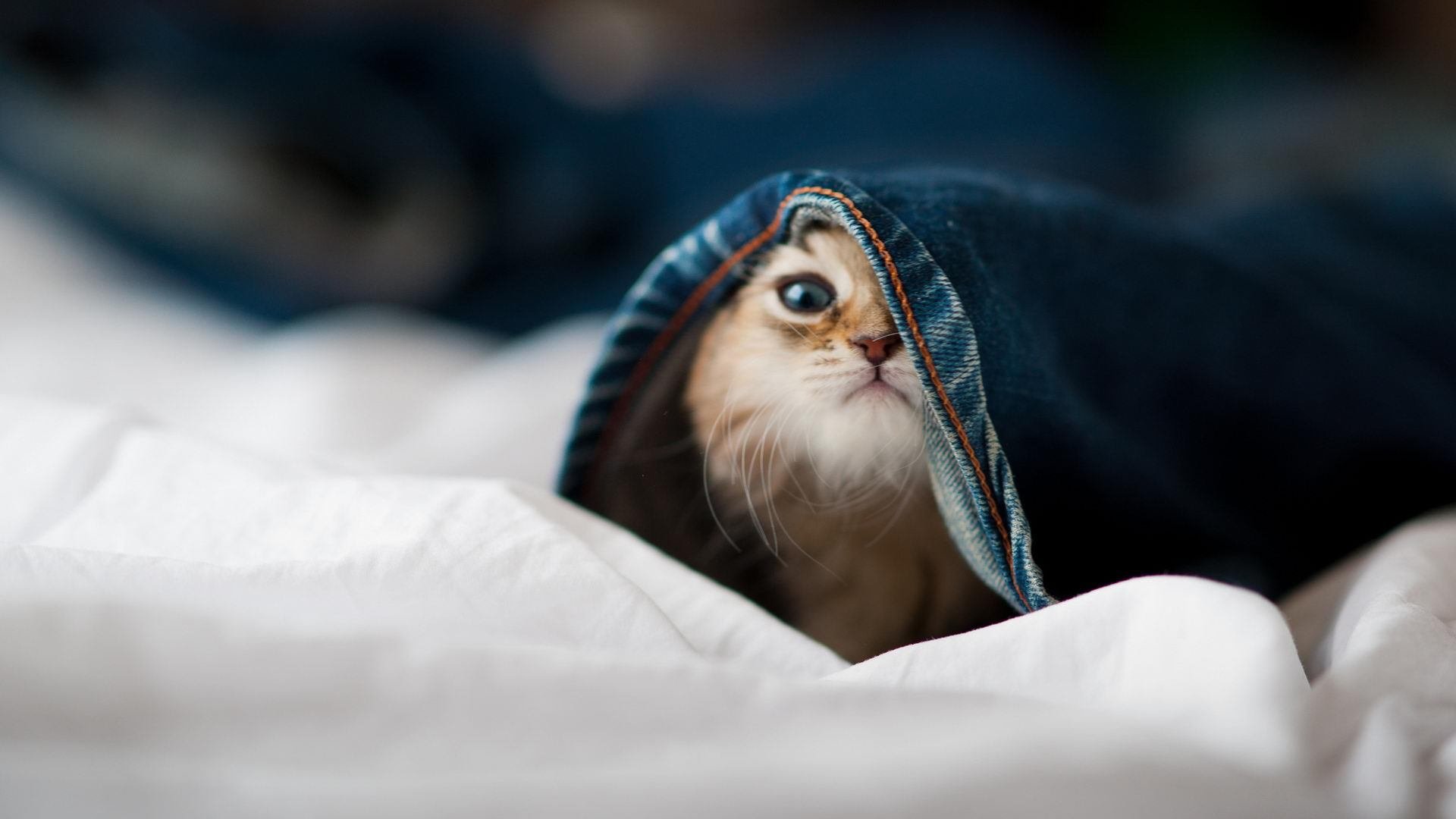 国际足球裁判引入大数据分析，判决更加科学精准，国际足球裁判规则与裁判法