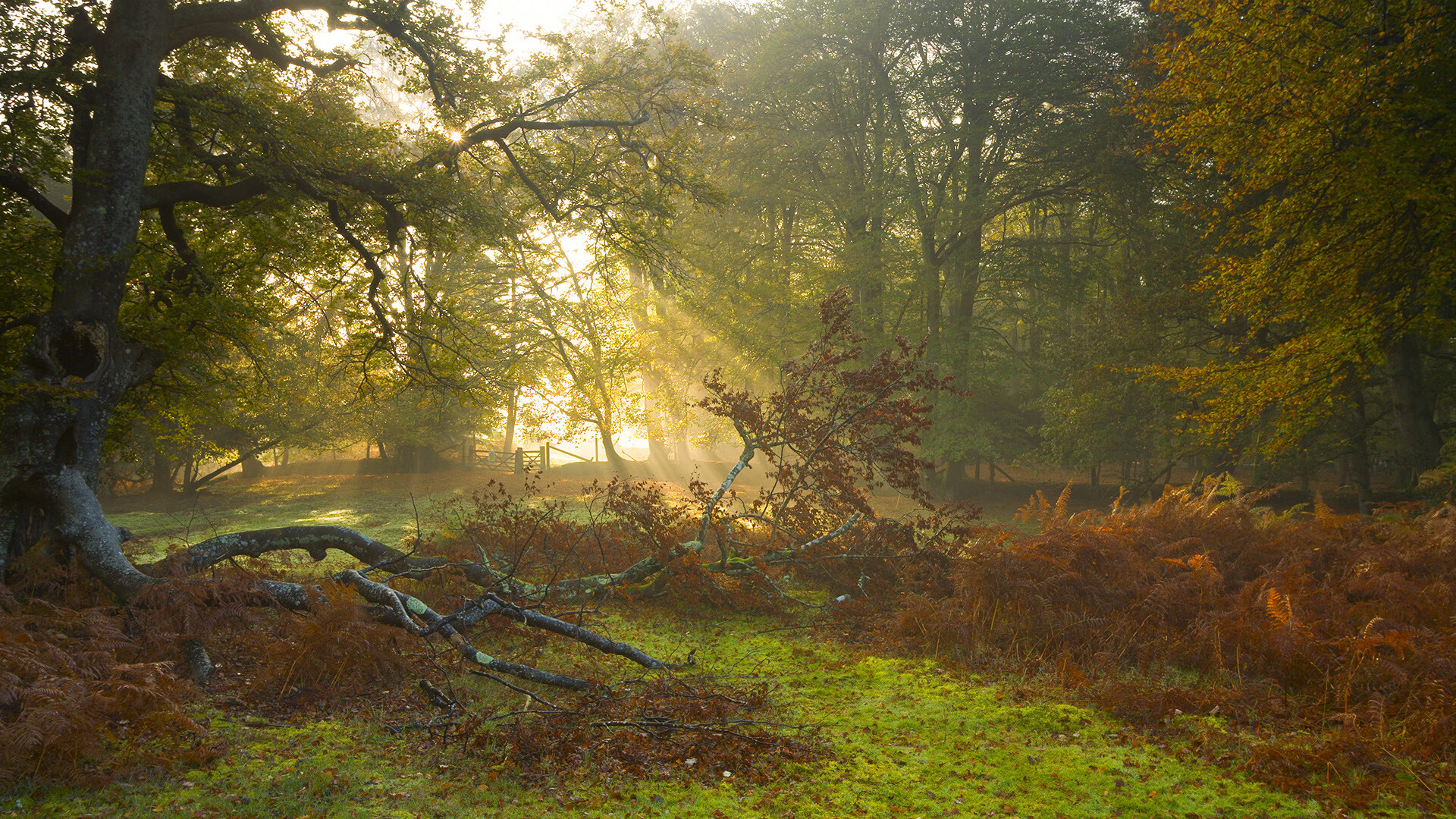 塞内加尔男篮在非洲锦标赛中取得佳绩，助力非洲篮球崛起，塞内加尔在非洲算什么水平