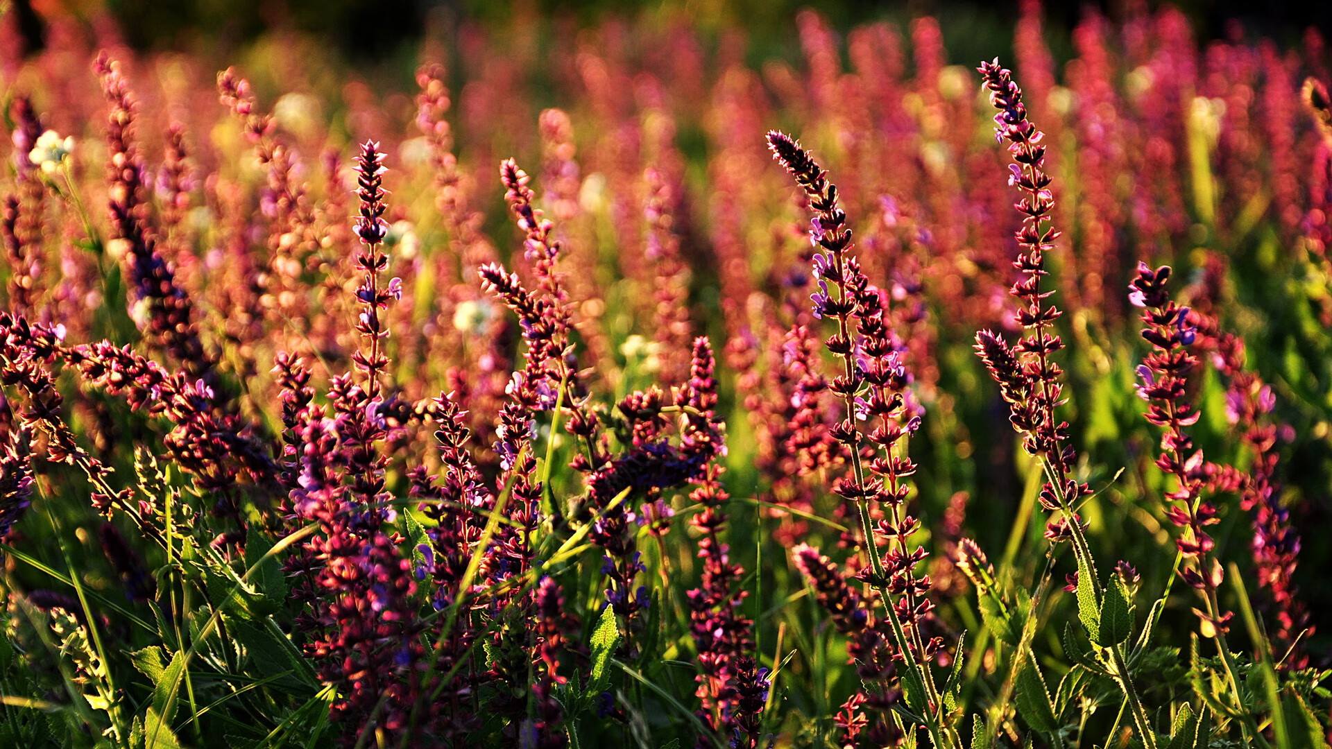 李娜与老公出席公益慈善拍卖会,李娜经历