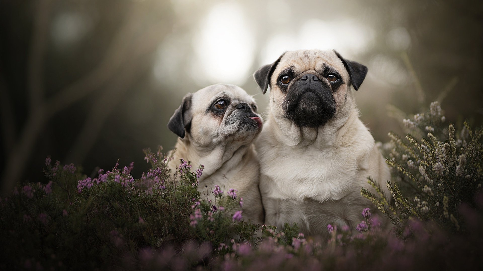 老将状态回暖成为球队稳定军心的重要砝码，老将nba