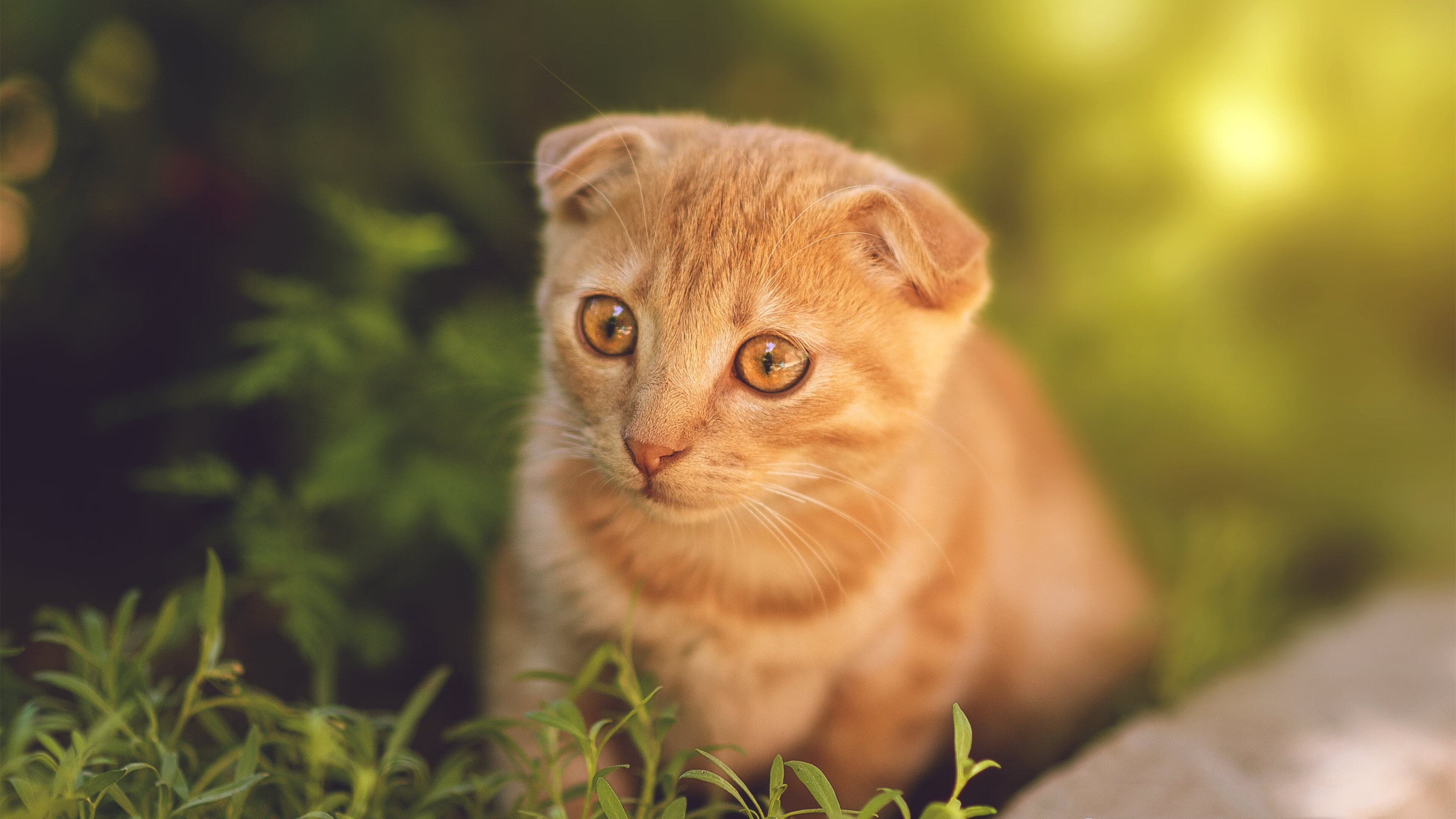 AYX SPORTS-英超枪手抢眼，新星持续爆发