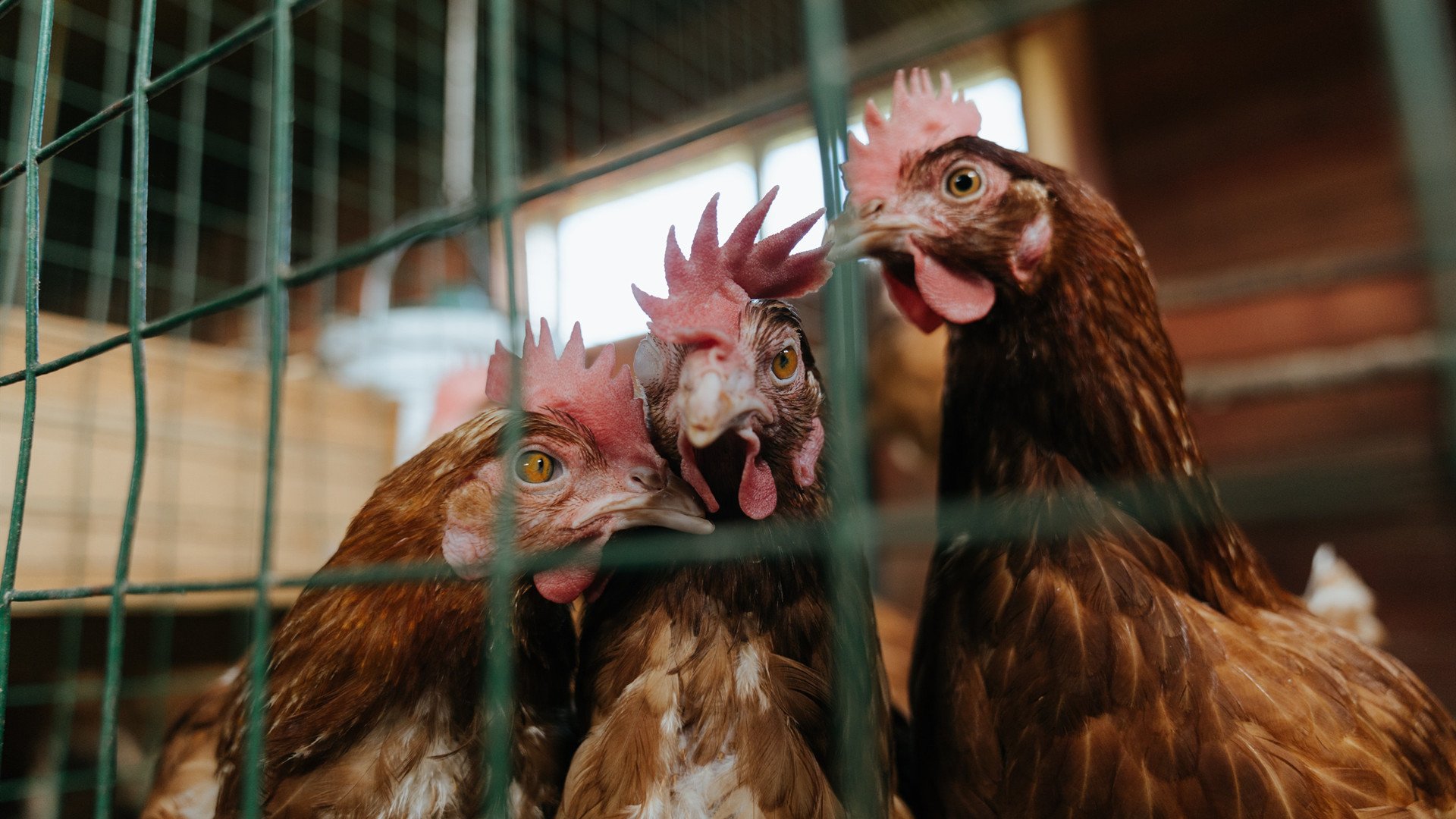 爱游戏娱乐网址-里根·史密斯决赛发挥成大赢家，里甘·史密斯